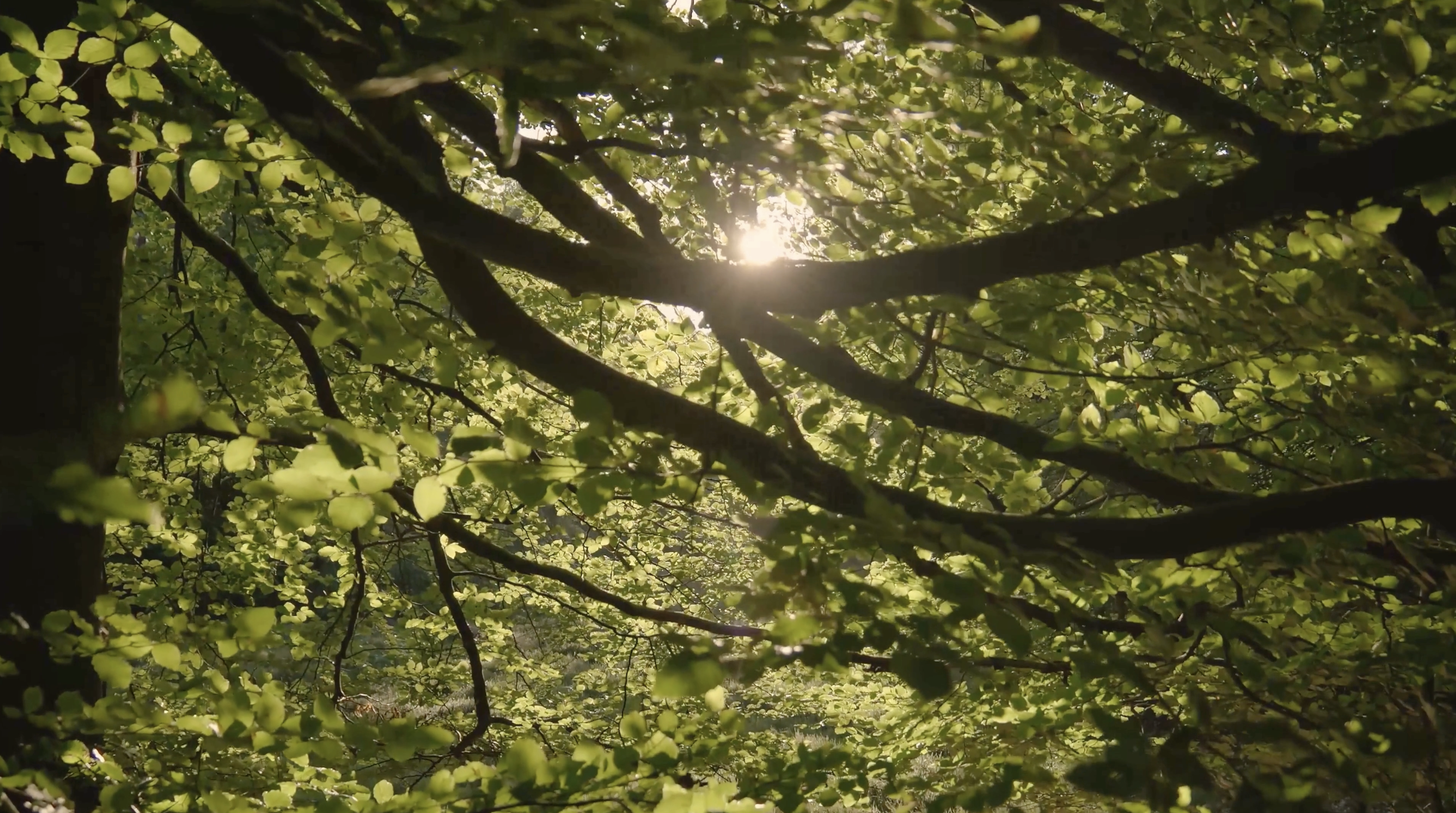 The Art of Becoming: Step Into the Life You’re Meant to Create